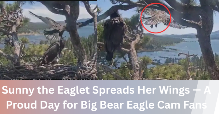 Big Bear Eagle Cam